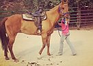 Quarter Horse Quarter Horse