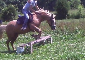 All-Round (Pony (Welsh, POA, Shetland, Connemara), Mare) in Versailles, IN