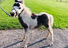 Miniature - Horse for Sale in Fultonville, NY 12072