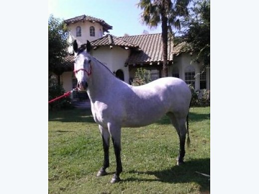 Andalusian Mare