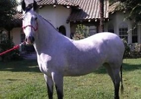 Andalusian / PRE (Andalusian / PRE, Mare) in Wilton, CA
