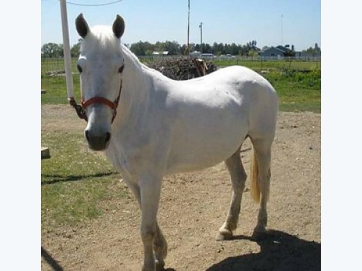 Andalusian Mare 