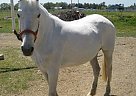 Andalusian - Horse for Sale in Wilton, CA 95693