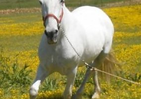 Andalusian / PRE (Andalusian / PRE, Mare) in Wilton, CA