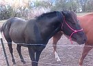 Quarter Horse - Horse for Sale in Salina, KS 67401