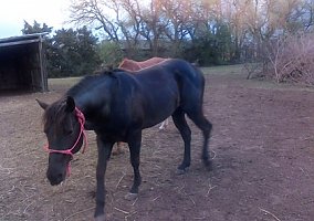Quarter Horse (Quarter Horse, Stallion) in Salina, KS