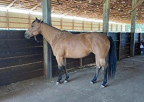 Quarter Horse (Quarter Horse, Mare) in Susanvilles, CA