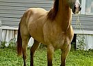 Quarter Horse - Horse for Sale in Rockdale, TX 76567