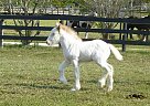 Ginger - Mare in Brooksville, FL Ginger - Mare in Brooksville, FL