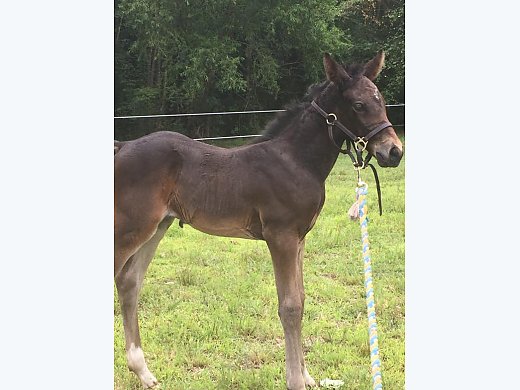 Filly for Sale