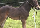 Warmblood - Horse for Sale in Glen Allen, VA 23059