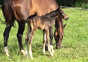 Warmblood (Warmblood, Mare) in Glen Allen, VA