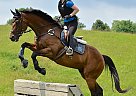 Dublin Celtic - Gelding in Corunna, ON Dublin Celtic - Gelding in Corunna, ON