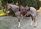 Tennessee Walking - Horse for Sale in Powell, WY 82435