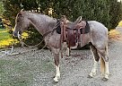 Tennessee Walking - Horse for Sale in Powell, WY 82435 Tennessee Walking - Horse for Sale in Powell, WY 82435