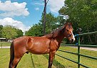 Quarter Horse - Horse for Sale in Tyler, TX 75703