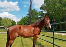 Quarter Horse - Horse for Sale in Tyler, TX 75703 Quarter Horse - Horse for Sale in Tyler, TX 75703