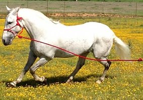 Andalusian / PRE (Andalusian / PRE, Stallion) in Sacramento, CA