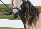 Miniature - Horse for Sale in Columbus, IN 47905