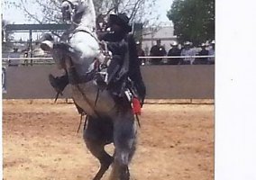 Andalusian / PRE (Andalusian / PRE, Stallion) in Wilton, CA