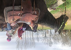 Paso Fino (Paso Fino, Gelding) in Casnovia, MI