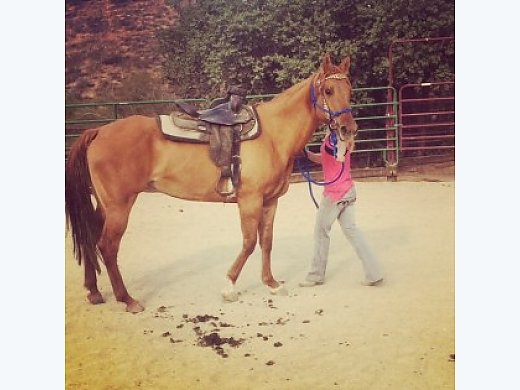 Quarter Horse