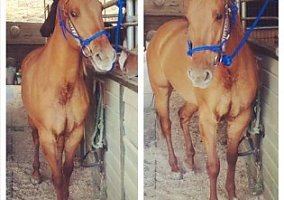 Quarter Horse (Quarter Horse, 21 yrs) in Santa Clarita, CA