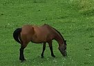 - Mare in Bristol, VT - Mare in Bristol, VT