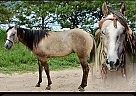 Pony of the Americas - Horse for Sale in , CO 80751