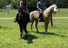 Tennessee Walking (Tennessee Walking, Gelding) in Columbus, OH