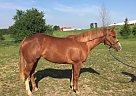 American Cream - Horse for Sale in Kansas City, KS 64105