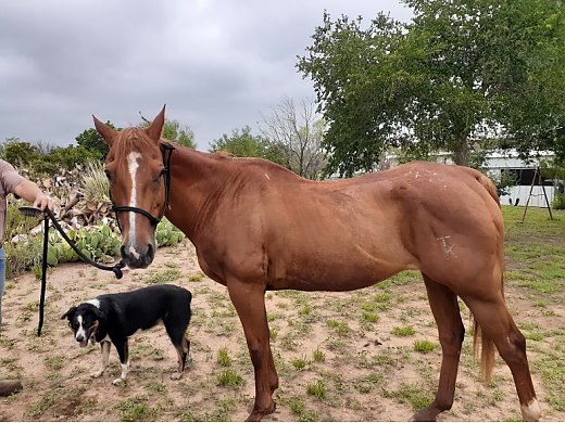 15 Year old Mare Quarter Horse