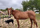 Quarter Horse - Horse for Sale in San Angelo, TX 76901 Quarter Horse - Horse for Sale in San Angelo, TX 76901