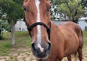 Quarter Horse (Quarter Horse, Mare) in San Angelo, TX