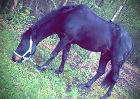 Quarter Horse (Quarter Horse, Stallion) in Hot Springs, AR