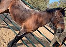 Mustang - Horse for Sale in Prineville, OR 97754 Mustang - Horse for Sale in Prineville, OR 97754