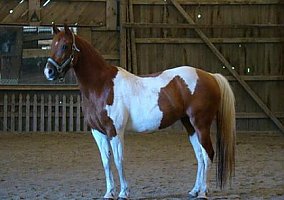 Wonderful Mount Anyone can Ride Quarter Horse Mare