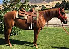Mr Sports Star Quarter Horse Gelding