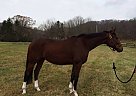 Thoroughbred Gelding - 7 Year ol... Thoroughbred Gelding