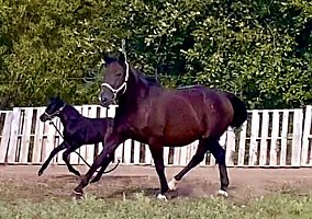 Westphalian (Westphalian, Mare) in Abilene, KS
