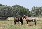 Draft - Horse for Sale in Hungary, Draft - Horse for Sale in Hungary,