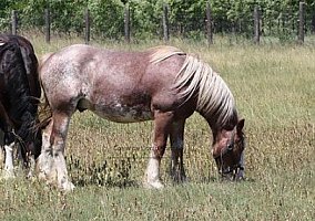 Draft (Percheron, Belgian, Clydesdale, Shire) (Draft (Percheron, Belgian, Clydesdale, Shire), Stallion)
