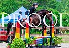 Flashy Arabian Mare! Arabian Mare