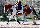 Rap N Roller - Gelding in Tucson, AZ Rap N Roller - Gelding in Tucson, AZ