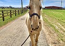Tennessee Walking - Horse for Sale in Callaway, VA 24067 Tennessee Walking - Horse for Sale in Callaway, VA 24067