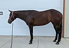 BabyGetYour - Mare in Annawan, IL BabyGetYour - Mare in Annawan, IL