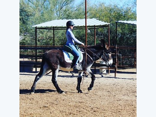 Mammoth Donkey - Donkey for Sale in Cave Creek, AZ