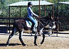 Hamish - Gelding in Cave Creek, AZ Hamish - Gelding in Cave Creek, AZ