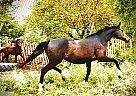 Oldenburg - Horse for Sale in Abilene, KS 67410 Oldenburg - Horse for Sale in Abilene, KS 67410