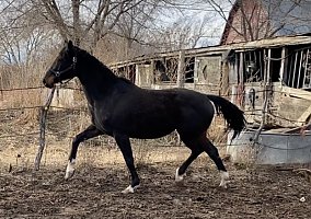 Warmblood (Warmblood, Mare) in Abilene, KS